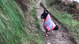 Bet your chihuahua can't do handstands!!!!