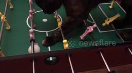 Cheeky kitten disrupts foosball game