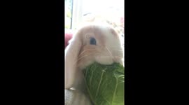 Bunny eating in slowmo