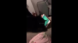 Kitten playing on iphone