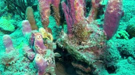Sea horses and  juvenile spotted drum fish, Saba, Dutch Caribbean