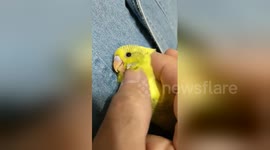 Rescue budgie gets cuddles and scratches before going to sleep