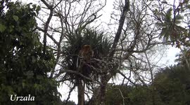 Weirdest monkey : Proboscis Monkey munching leaves, Kinabatangan, Borneo