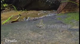 Funny frog stretching , Sarawak, Borneo