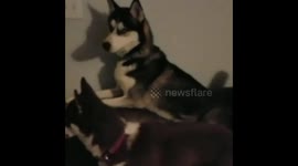 Huskies welcoming soldier dad from deployment