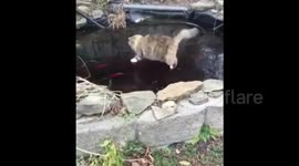 Cat tries to catch fish in a frozen pond