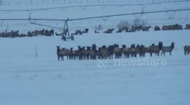 Elk Moving Out