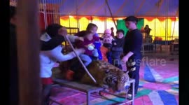 Circus ties down tiger to let visitors take a ride and take pictures in China