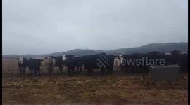 Cows get super creepy while staring at driver