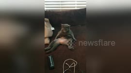 This cat thinks she's a human