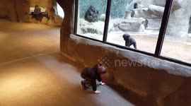 Boy, 5, plays with baby gorilla at zoo