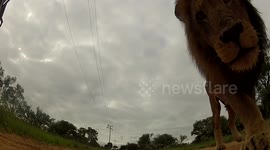 Lion tries to swallow photographer's GoPro