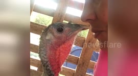 Newsflare Edit - Xmas The Turkey