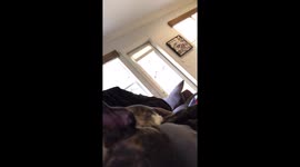 Everyone Needs A Snoring Frenchie On Their Laps