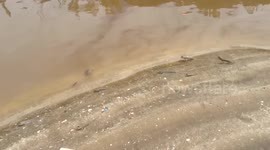 Amazing fish, walking on land and running on water! Bako NP, Borneo
