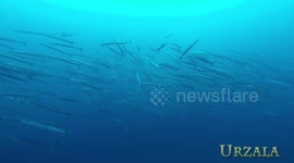 Huge school of barracudas gathers off the coast of Spain
