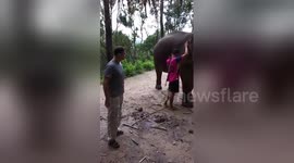 Newsflare Edit - Elephant Push-Ups for PTSD Awareness