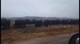 Newsflare Edit - Cows get super creepy while staring at driver