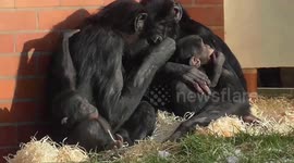 Bonobo family snuggle together to keep warm on a cold day