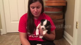 Newsflare Edit - Corgi puppy's howl is a little bit pathetic