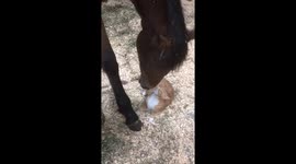 Tiny kitten and horse share a sweet bonding moment