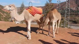 Camel performs indecent act on another camel