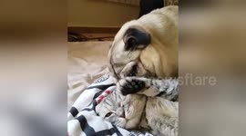 Newsflare Edit - Pugandcat : Pugwash