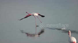 Flamingo lagoon in Greece frozen over