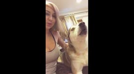 Talking husky