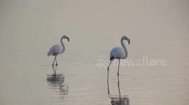 Frozen Flamingo Lagoon Greece