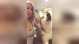 Newsflare Edit - Talking husky