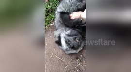 Newsflare Edit - Blind fox loves belly rubs.