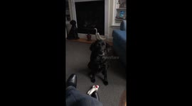 Puppy makes a great catch!