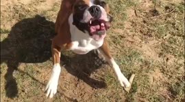 Boxer dog attacking leaf blower