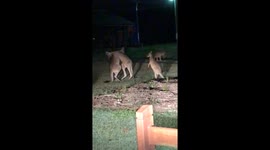 Kangaroos fighting