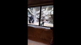 More gorillas footage