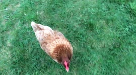 Friendly chicken says hello