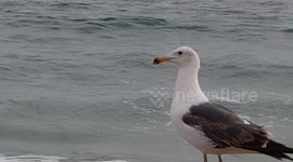 Bird on the beach
