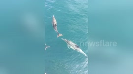 Newsflare Edit - Dolphins Swim Along Boat in Monterrey Bay, CA