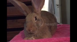 Flemish giant bunny twitching nose