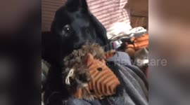Newsflare Edit - Lab puppy playing with toy