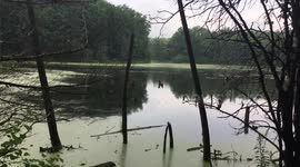 Pond Scenery