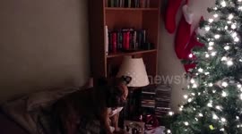 Roscoe Wants His Stocking a Day Early...