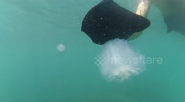 Small Jellyfish in the Mediterranean