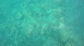 Cormorant swimming / fishing underwater
