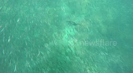 Cormorant swimming / fishing underwater