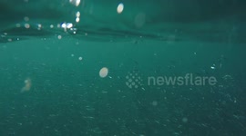 Cormorant swimming / fishing underwater