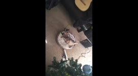 my lazy cat