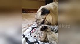 Cat is not impressed with pug's cuddles