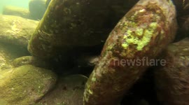 Blue Groper Close Encounter Snorkeling in Sydney